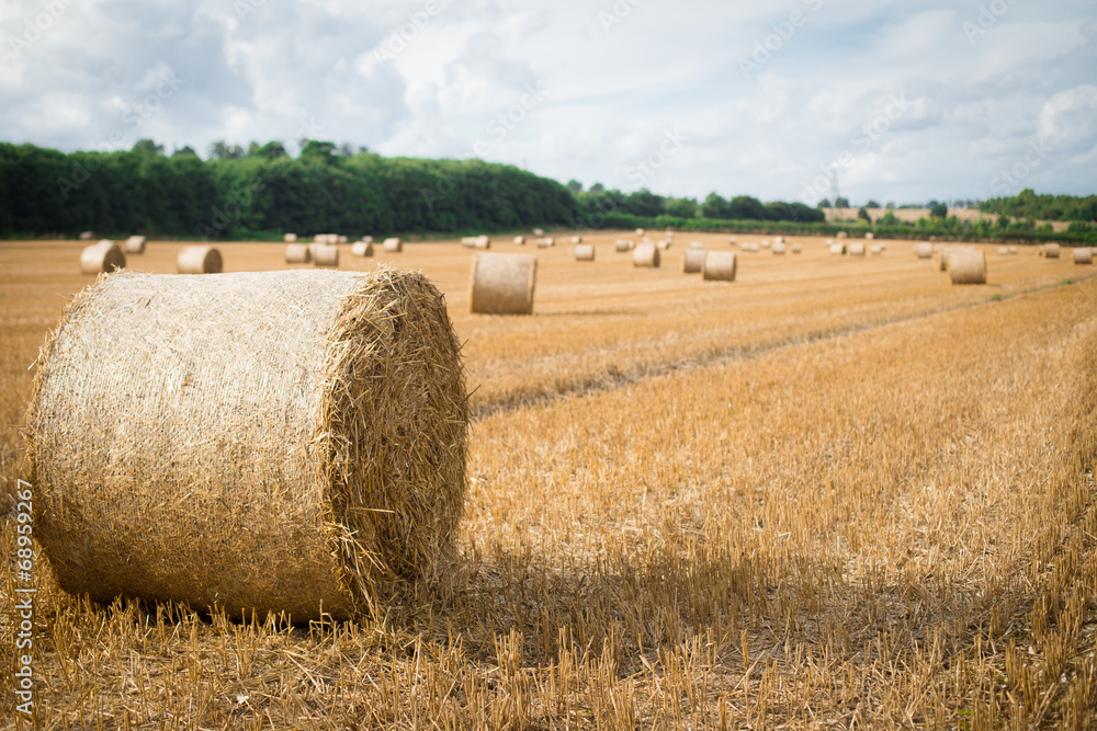 Hay rolls in the field