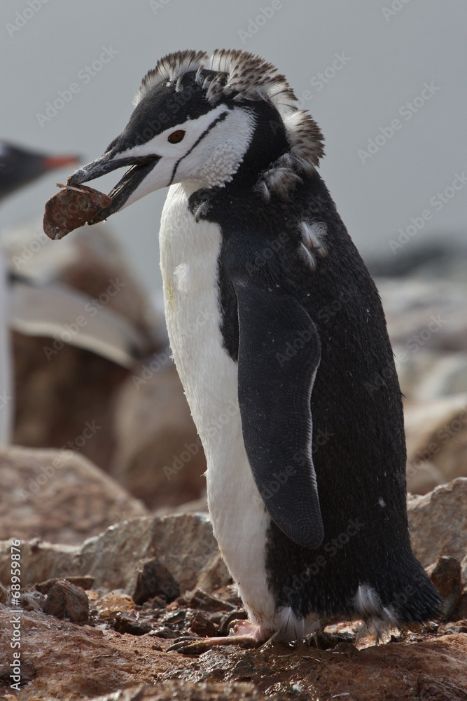 Naklejka premium moulting Chinstrap or Penguin Chinstrap who stands with a stone