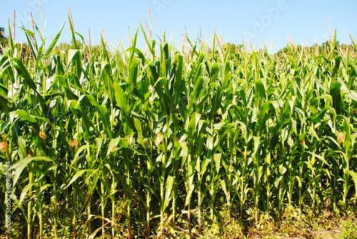 Corn Staulks Growing in the Summer Sunshine