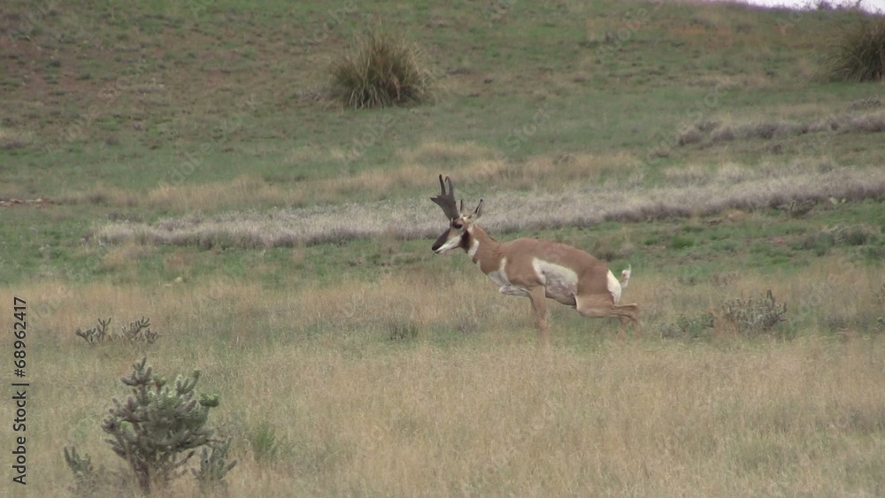 Pronghorn Antelope Buck in Rut Pronghorn Antelope Buck in Rut