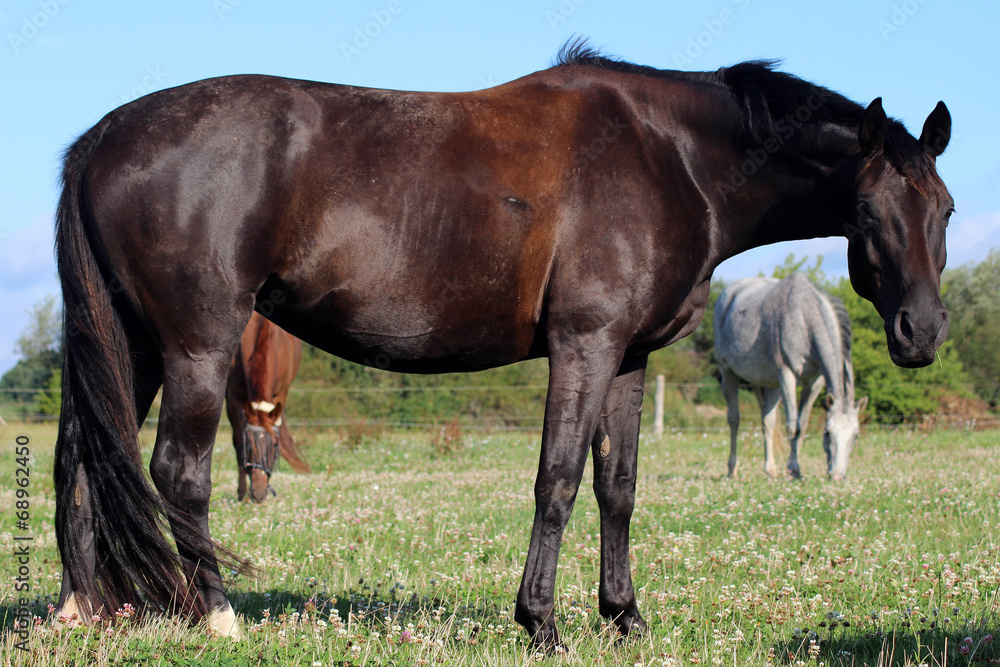 brown horses on the pasture brown horses on the pasture