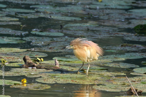 uccello sgarza ciuffetto ardeola ralloides photo