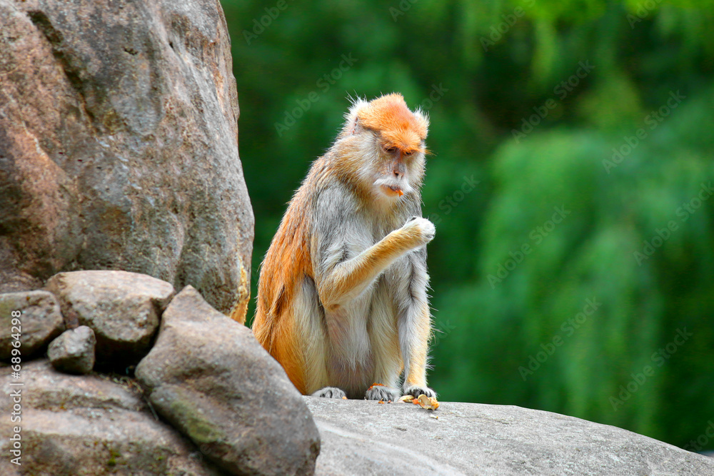 Fototapeta premium patas monkey Erythrocebus patas sitting on rock eating