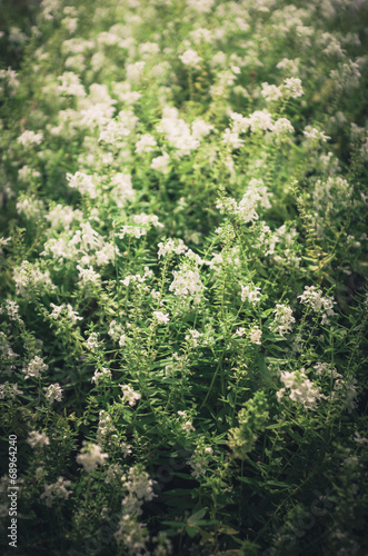 White flower vintage © sweetcrisis