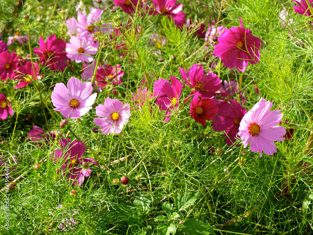Obraz premium Cosmea