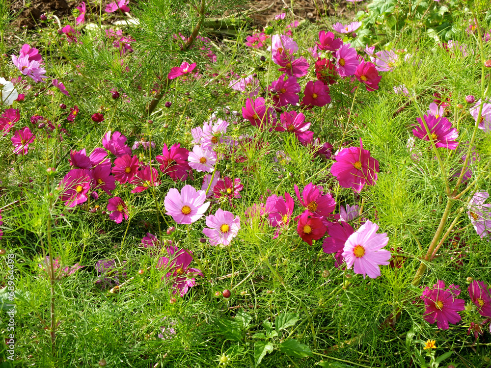 Fototapeta premium Cosmea