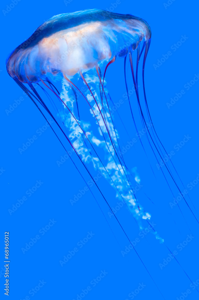 Fototapeta premium Pacific sea nettle (Chrysaora fuscescens)