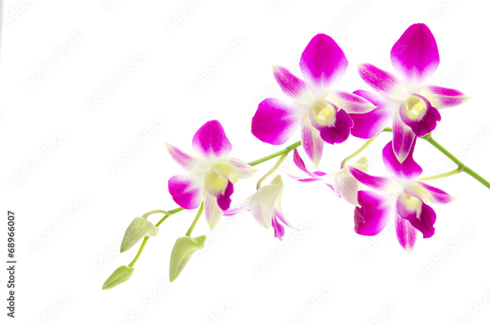 Purple orchid flower isolated white background