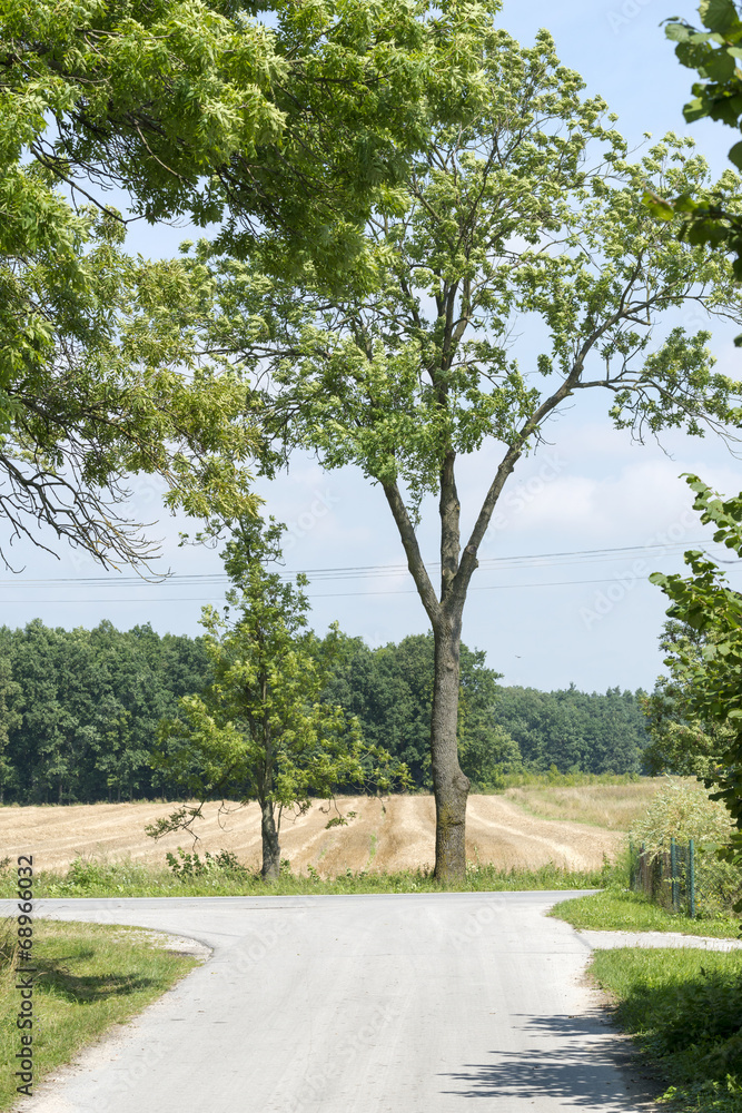 Scenic country road with single tree and blue sky. Scenic country road with single tree and blue sky.