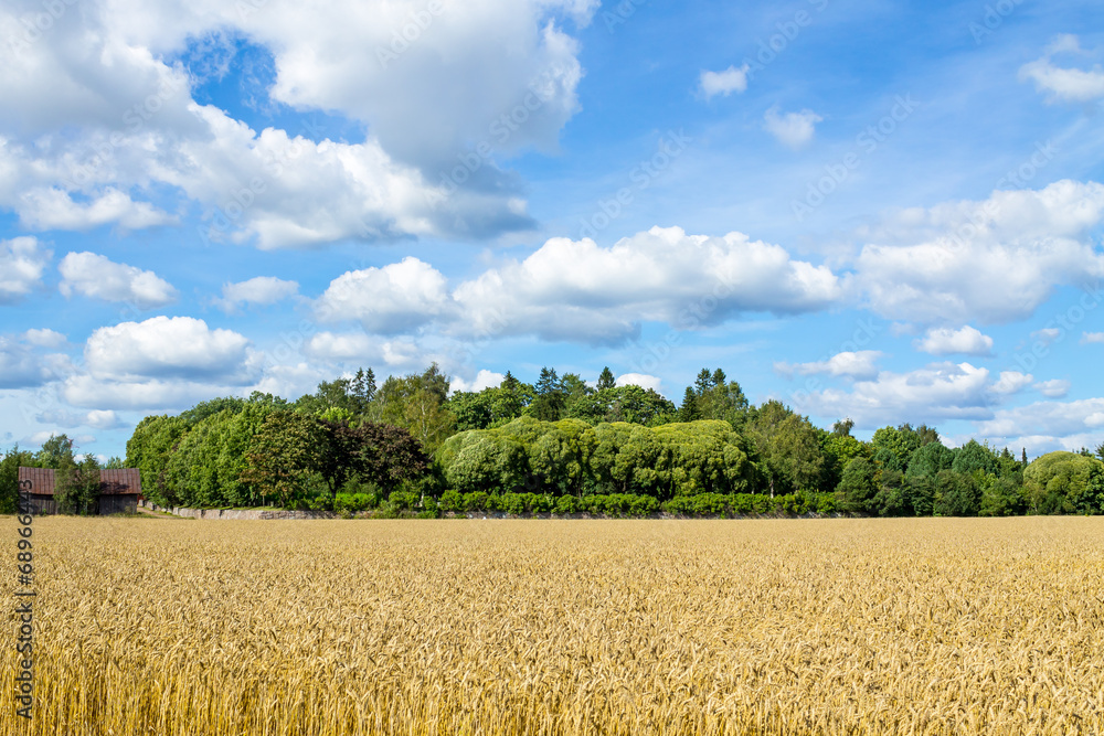 Wheat field under the blue cloudy sky