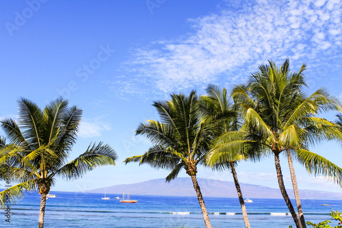 Fototapeta Naklejka Na Ścianę i Meble -  Palm trees against blue sky and ocean