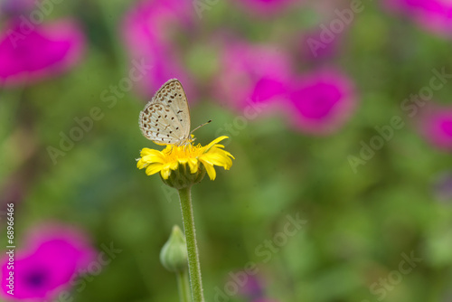 Beautiful Butterfly in the flower © tutul_1410