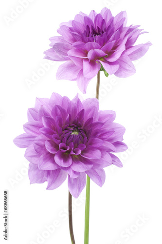 Fototapeta Naklejka Na Ścianę i Meble -  dahlia