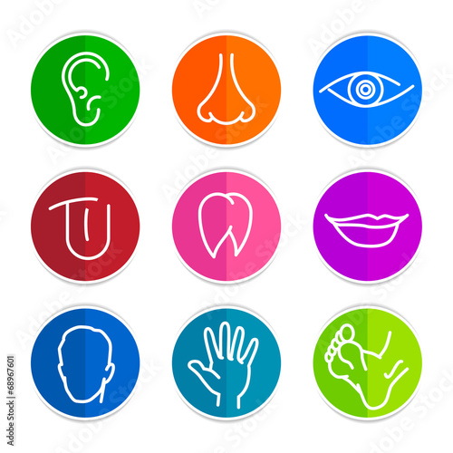 Human body parts
