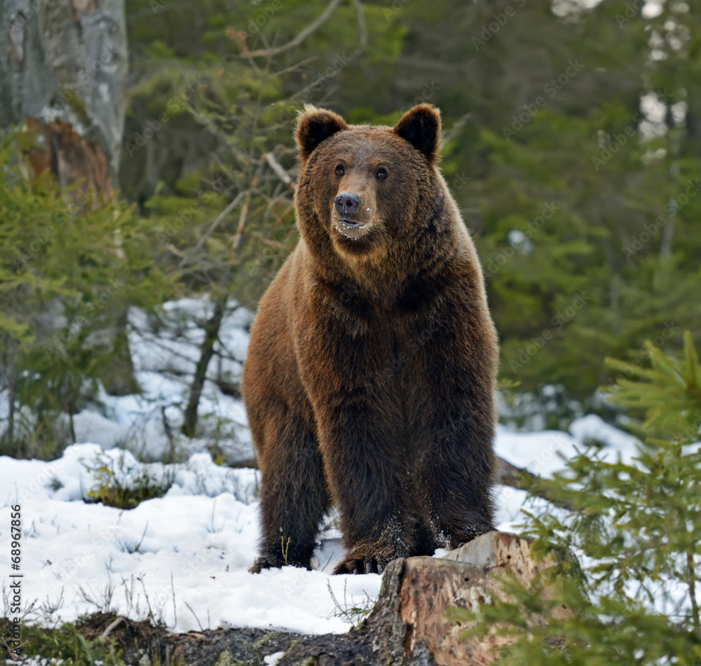 Brown bear in the woods in winter