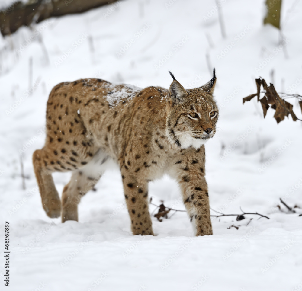 Fototapeta premium Lynx