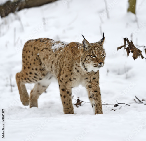 Lynx © kyslynskyy