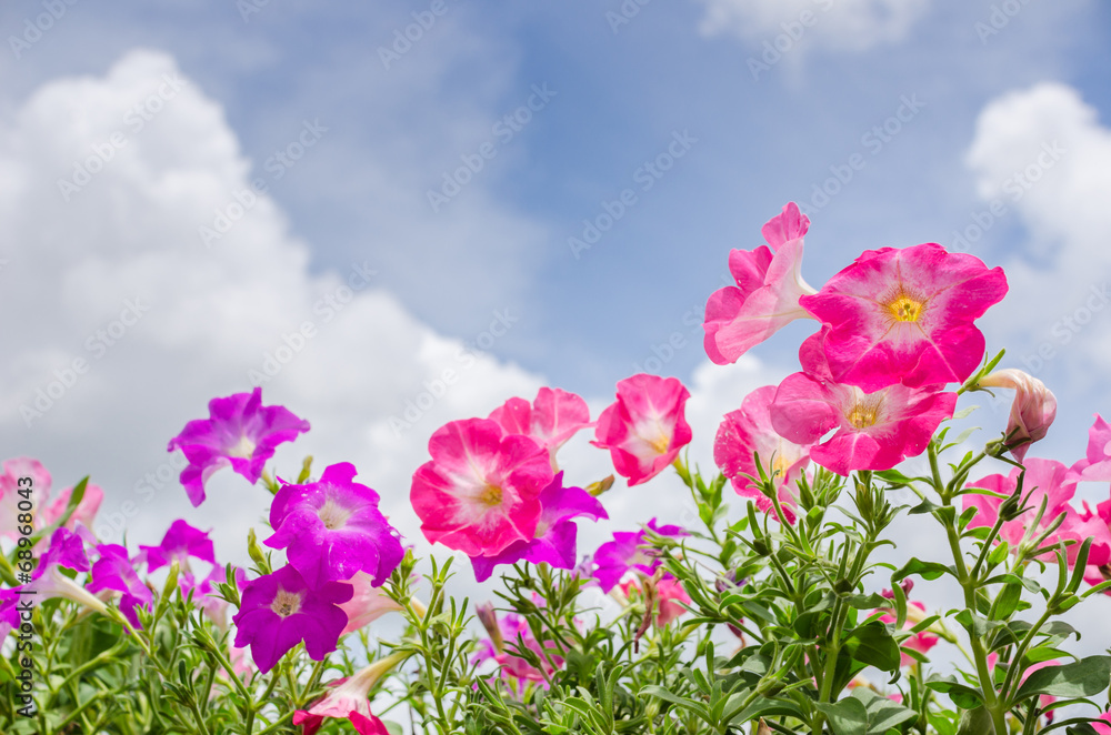 Petunia or Petunia Hybrida Vilm Petunia or Petunia Hybrida Vilm