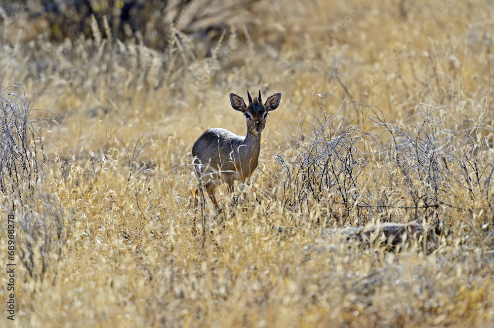 Gazelle Dik Dik