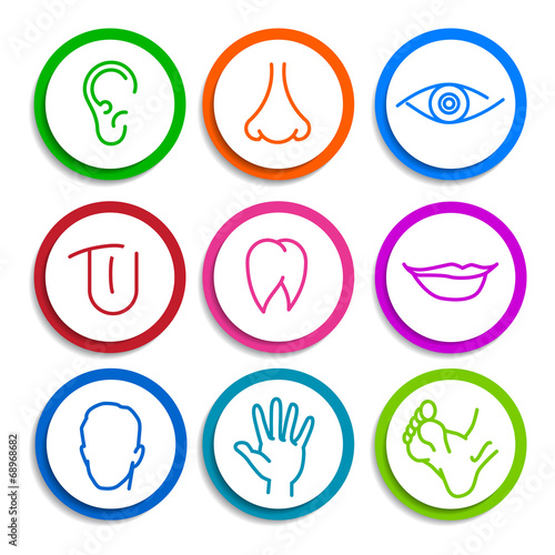 Human body parts