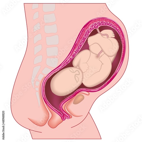 A mother and child in human prenatal pregnancy