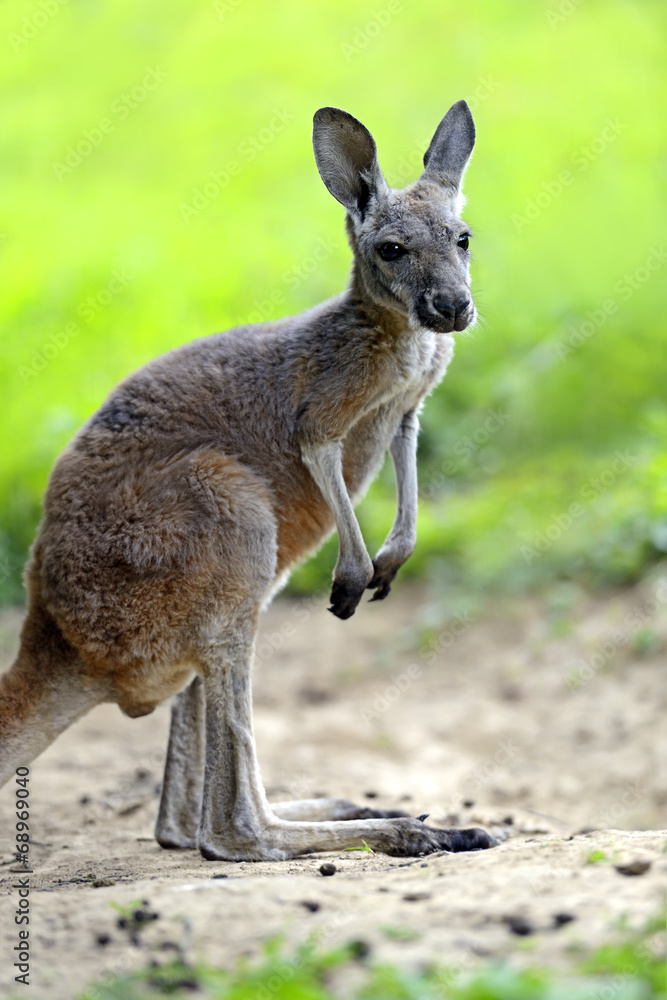 Kangaroos