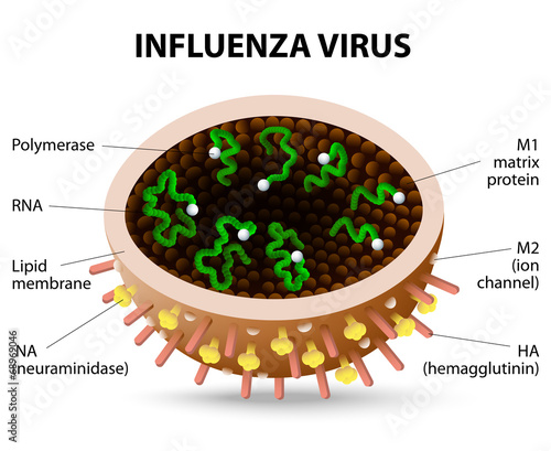 influenza virus.