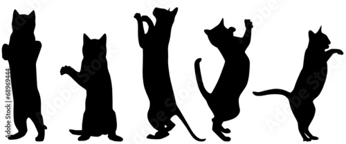 Katzen