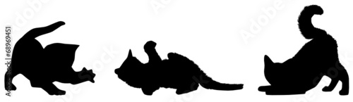 Katzenbabys