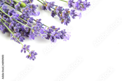 bunch of lavender isolated on white
