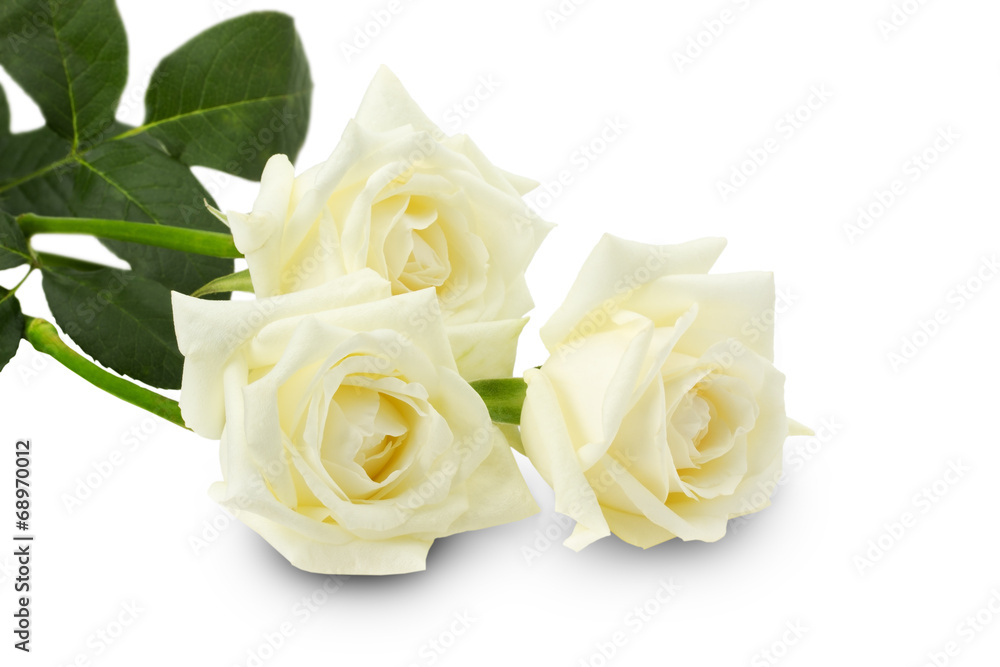 white roses isolated on the white background - obrazy, fototapety, plakaty 