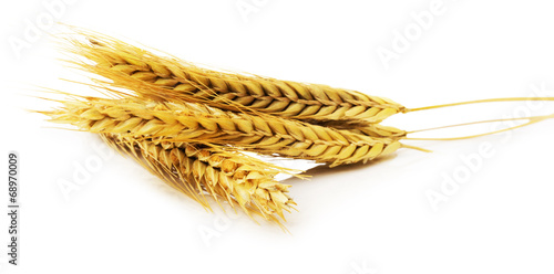 ears of wheat isolated on the white background
