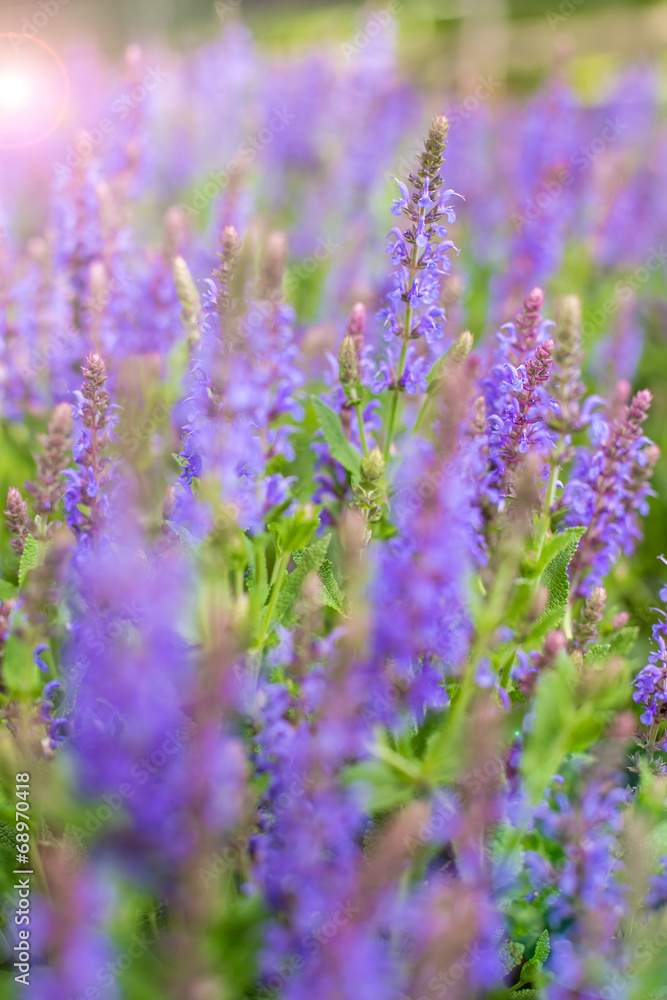 Obraz premium Lavender flowers