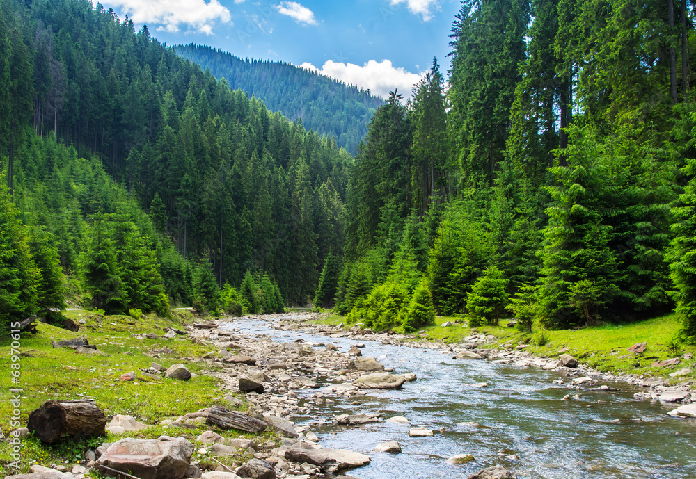 Fototapeta premium Mountain river in the coniferous forest.