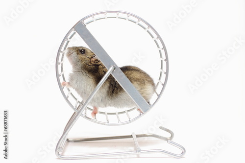 Pet hamster runs in the wheel photo