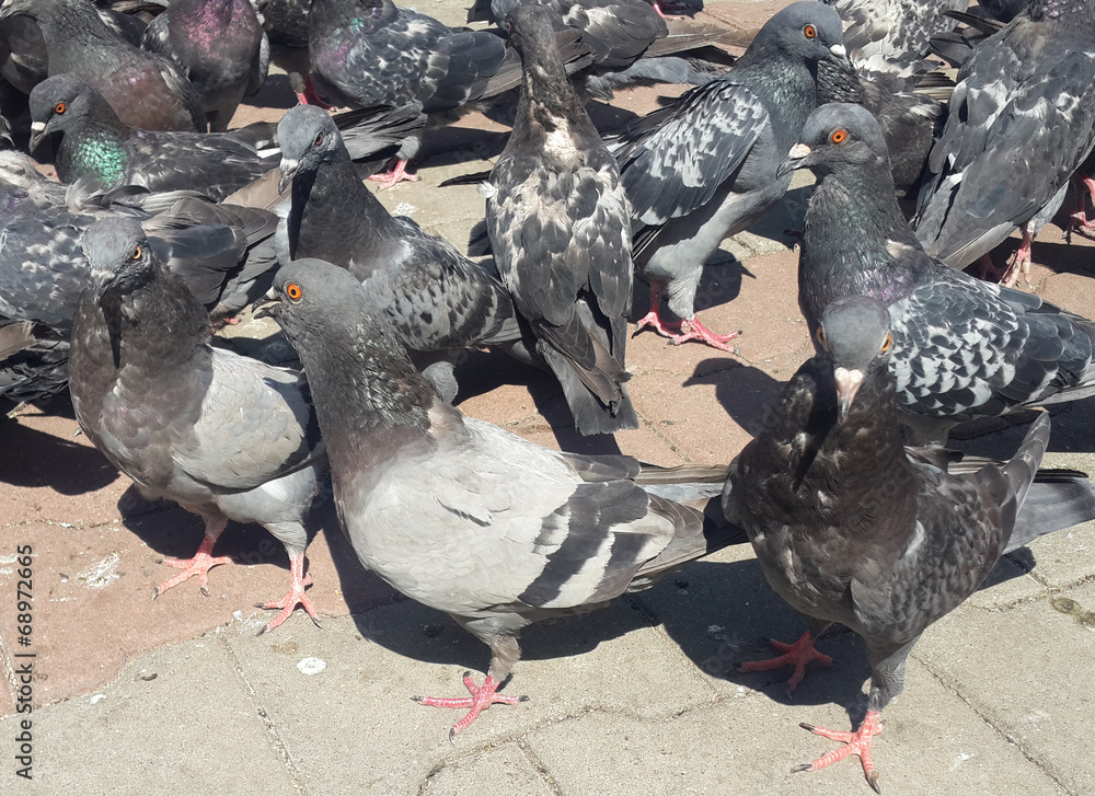 Fototapeta premium Pigeons portrait in the park