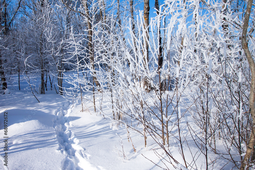 Footprints in the snow of a winter forest Footprints in the snow of a winter forest