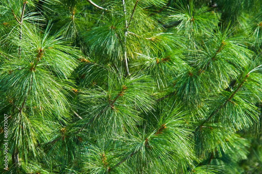 Pine tree Pine tree