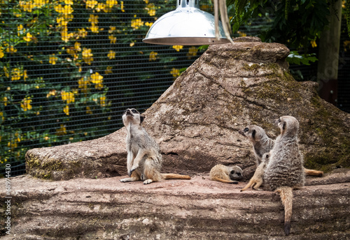 Curious meerkats