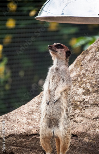 Curious meerkat