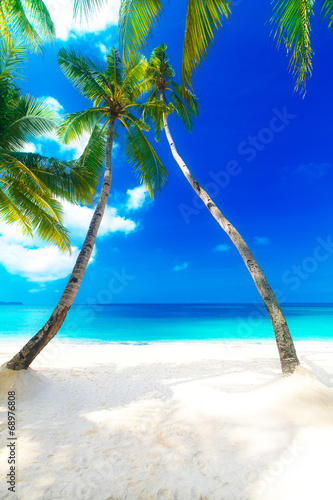 Dream scene. Beautiful palm tree over white sand beach. Summer n