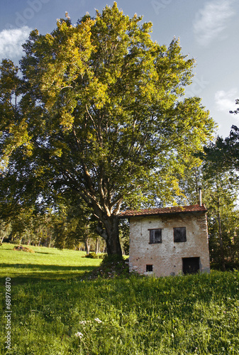 PICCOLA CASETTA AI PIEDI DI UN FAGGIO SUL MONTE BALDO