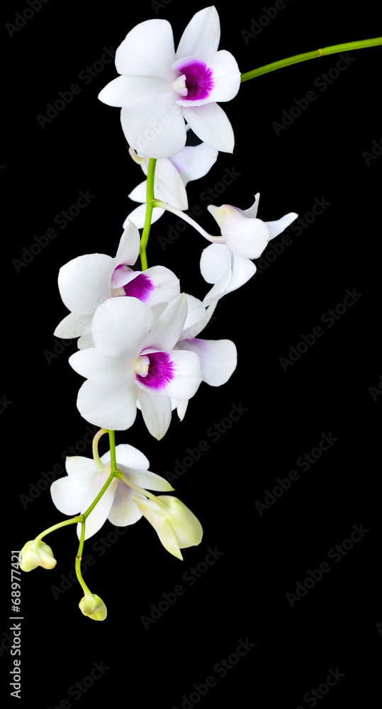 Obraz premium White orchid