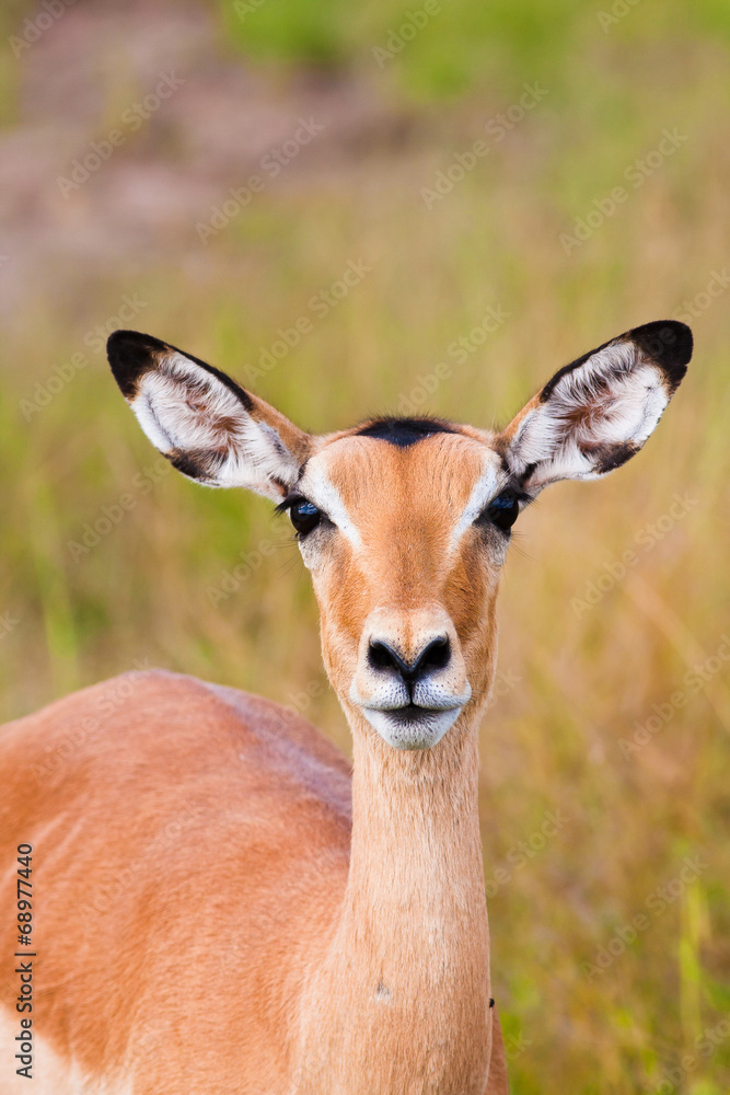 Impala Impala