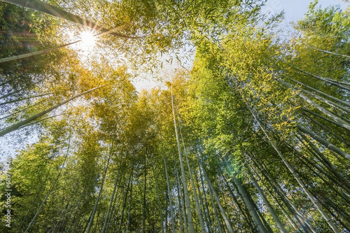 Bamboo forest at Arashiyama © ChenPG