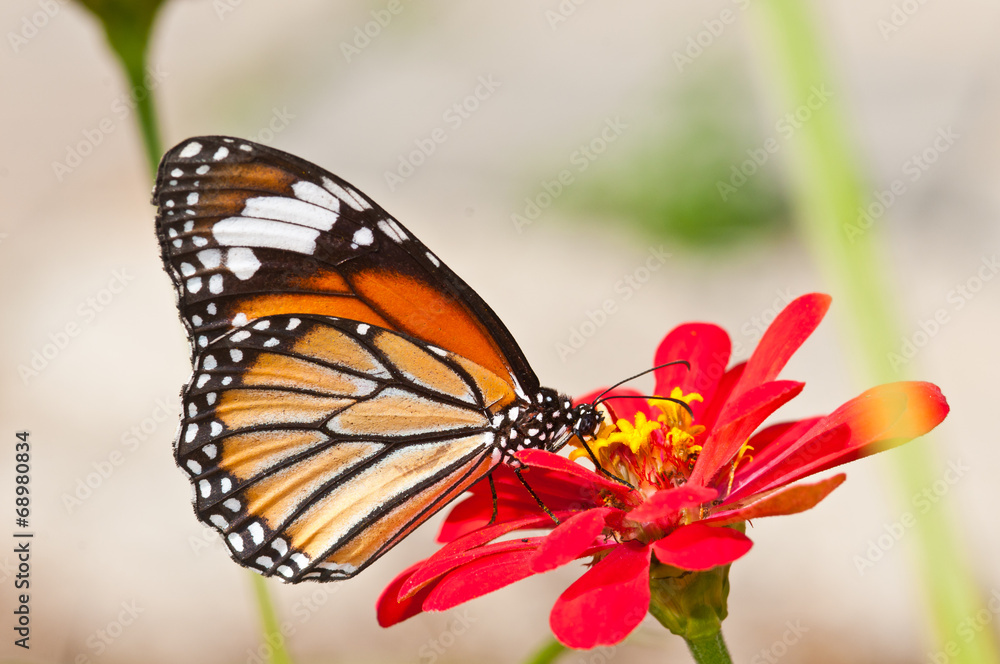 common tiger butterfly on red flower common tiger butterfly on red flower