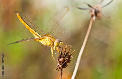 yellow Dragonfly on dry flower