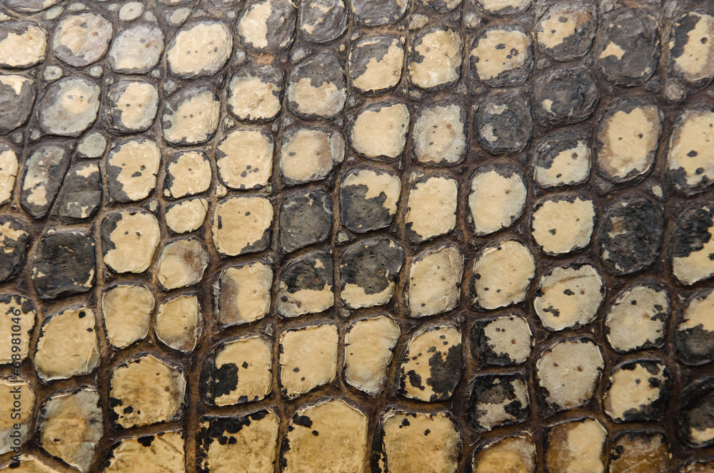 Fototapeta premium Crocodile skin texture for background