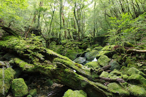 屋久島の自然