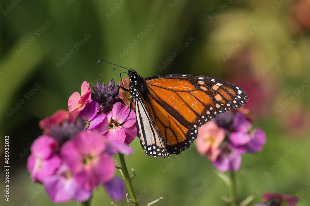 Fototapeta premium monarch butterfly feeding on pink flowers